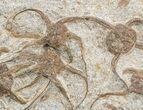 Ordovician Brittle Star (Ophiura & Stenaster) Plate With Crinoid #49212-2